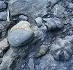 Fósiles marinos petrificados en Laberintos del Chiguaza