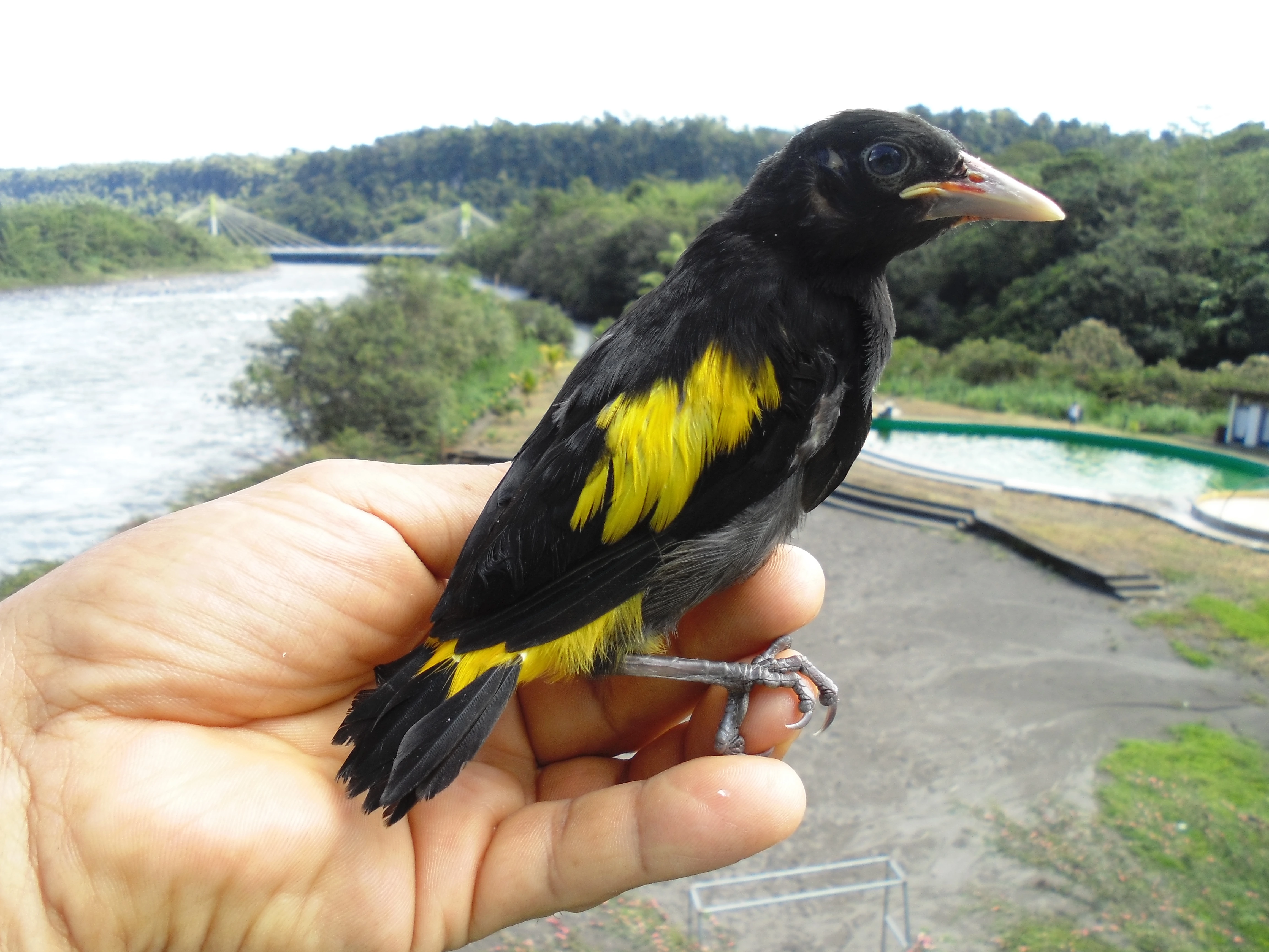 Fauna Aves